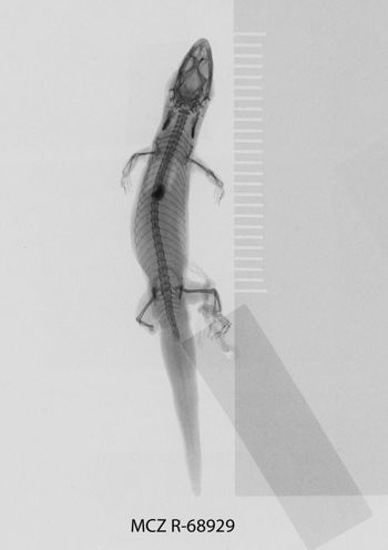 Media type: image;   Herpetology R-68929